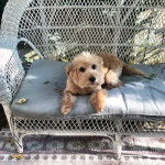 Ûn Scoodle de pelage marron allongé en regardant la caméra et semble détendu