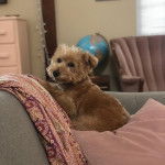 Un Scoodle de pelage marron assis sur un canapé et regarde la caméra