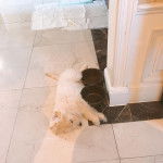 Un Scoodle de pelage blanc allongé et semble détendu