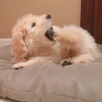 Un Scoodle de pelage kaki et blanc allongé sur un lit et ouvre la gueule