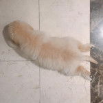 Ûn Scoodle allongé sur le ventre sur un sol carreler et semble joueur