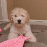 Un Scoodle de pelage blanc allongé et regarde la caméra et semble apaiser