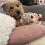 Un Scoodle de pelage kaki allongé en regardant la caméra et semble détendu