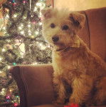 Un Scoodle assis sur un canapé en regardant la caméra et porte un noeud au cou