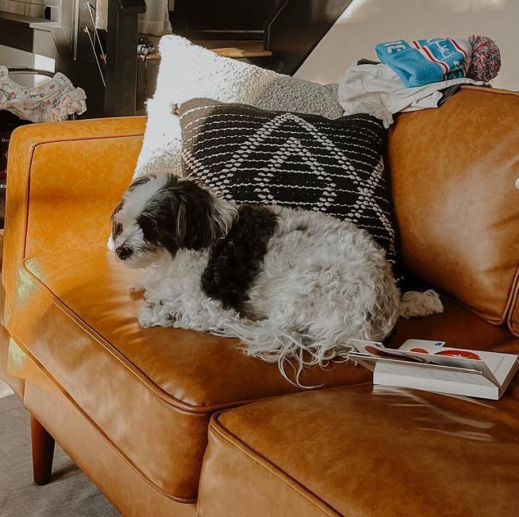 Un Scoodle de pelage blanc et marron allongé sur un canapé et semble apaiser 