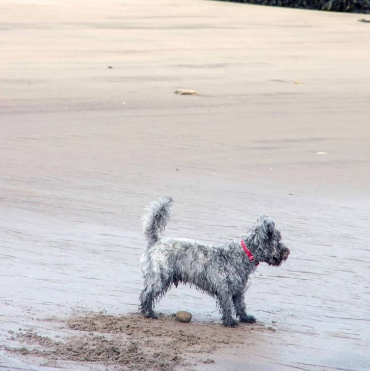 Un Scoodle de pelage blanc debout sur du sable et semble joueur