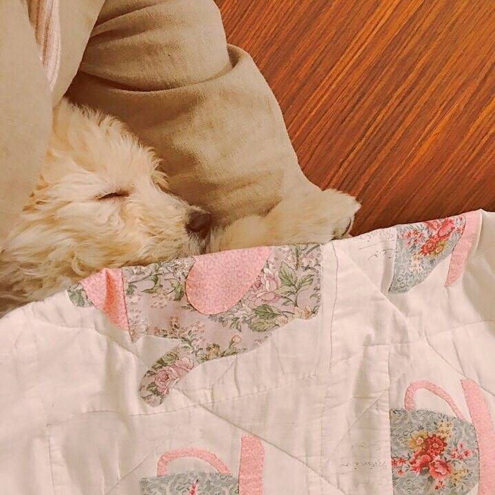 Un Scoodle de pelage beige allongé sous une couverture et semble endormi