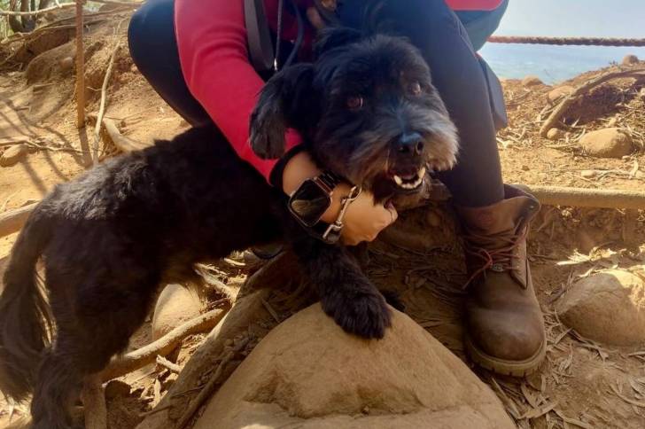 Un Scoodle de pelage noir et marron debout sur du sable et semble joyeux