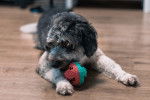 Un Bordoodle au pelage bicolore gris et blanc, jouant avec une balle sur un parquet