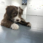 Un Bordoodle bicolore allongé sur un sol carrelé, en regardant la caméra.