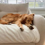  Un Bordoodle au pelage fauve allongé sur un canapé et qui semble dormir.