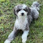 Un Bordoodle au pelage bicolore, allongé sur une surface gazonnée et regardant la caméra.