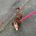 Un Bordoodle à pelage bicolore se tient debout sur un sol goudronné, attaché à une laisse rouge, et regarde la caméra.