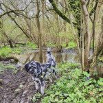 Un Bordoodle à pelage bicolore, aux oreilles pendantes, porte un collier bleu autour du cou et regarde la caméra.
