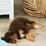 Un Bordoodle au pelage bicolore, allongé et qui semble endormi.