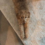 Un Bordoodle allongé sur un tapis, qui regarde la caméra.