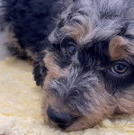 Gros plan sur un Bordoodle bicolore allongé qui regarde la caméra