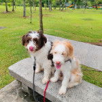 Deux Bordoodles assis sur un banc en béton, leurs langues pendent hors de leurs gueules et ils fixent tous les deux la caméra.