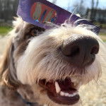 Gros plan d’un Bordoodle au pelage bicolore qui ouvre légèrement sa gueule, portant un objet sur la tête.