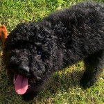 Un Bordoodle au pelage noir est debout sur une surface gazonnée, la langue légèrement tendue.