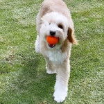 Un Bordoodle à pelage bicolore se tient sur une surface gazonnée et tient une balle dans sa gueule.