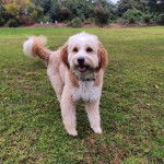 Un Bordoodle à pelage bicolore se tient debout sur un gazon, laissant légèrement entrevoir sa gueule.