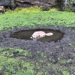 Un Bordoodle à pelage blanc, allongé dans un étang d’eau stagnante, qui semble détendue.