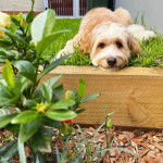 Un Bordoodle au pelage bicolore, allongé sur un tapis en gazon, qui semble détendu