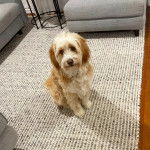 Un Bordoodle à pelage bicolore est assis sur un tapis, il regarde la caméra.