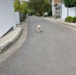 Un Bordoodle au pelage blanc qui marche sur la route et qui semble détendu.