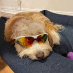 Un Bordoodle à pelage bicolore allongé et portant des lunettes fumées