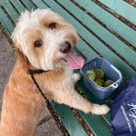Un Bordoodle au pelage bicolore debout sur ses pattes arrière, portant une laisse et regardant la caméra.