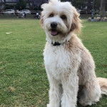 Un Bordoodle est assis sur une surface en gazon et porte un collier autour du cou, avec sa langue pendante.