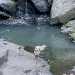 Un Bordoodle qui nage dans l’eau et qui regarde la caméra.
