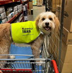 Un Bordoodle au pelage bicolore debout dans un chariot, vêtu d’un habit jaune, avec la langue pendante.