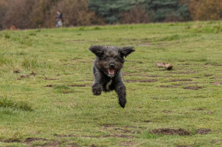 Un Bordoodle au pelage noir, courant dans l'herbe et donnant l'impression d'être suspendu en l'air