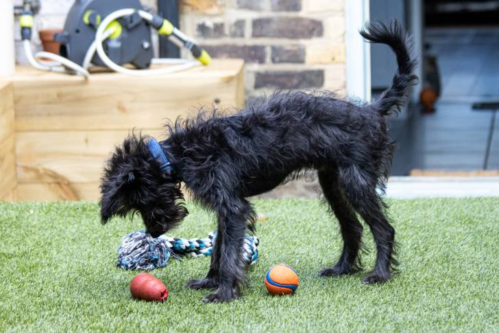 Un Bordoodle au pelage noir, jouant avec des jouets sur une pelouse