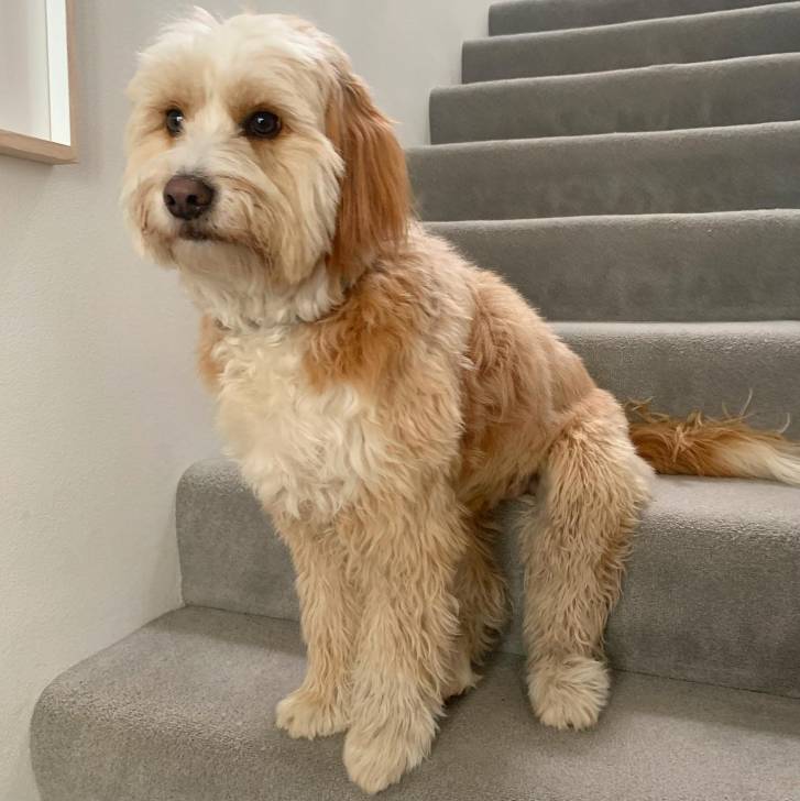 Un Bordoodle de pelage bicolore assis sur une marche d'escalier et qui semble détendu 