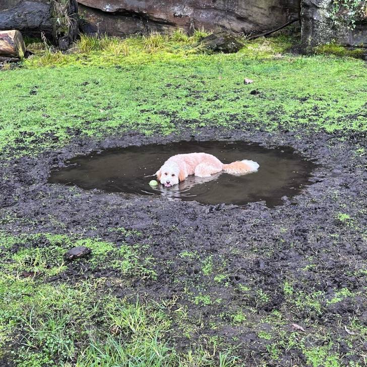 Un Bordoodle de pelage blanc allongé dans un étang d'eau stagnante et qui semble détendu 