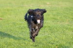 Un Bordoodle au pelage noir, courant dans un parc