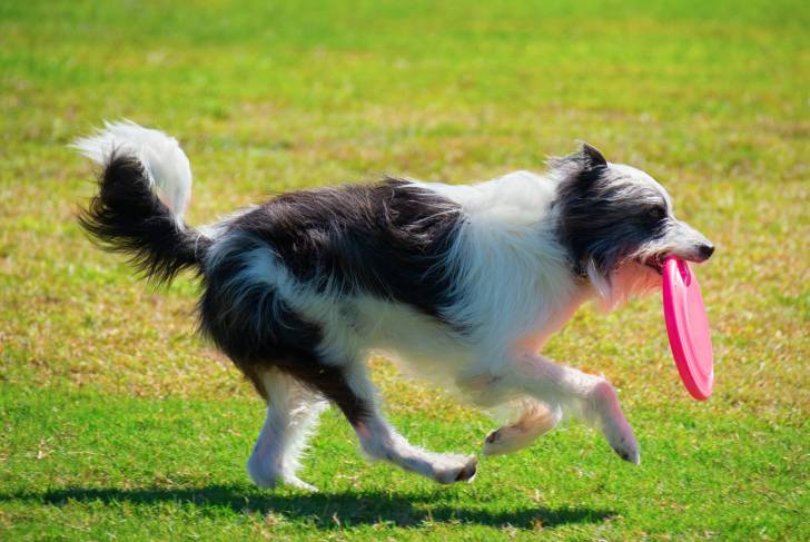 Un Bordoodle noir et blanc pris de profil  courant sur l'herbe avec un frisbee dans la gueule.  