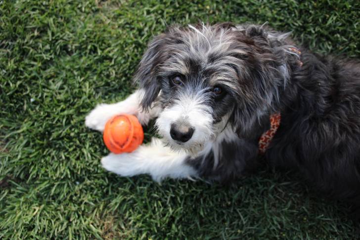 Un Bordoodle blanc et gris couché sur l'herbe avec une petite balle entre ses pattes avant. 