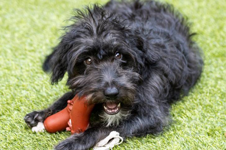 Un Bordoodle au pelage noir, jouant avec un jouet sur une pelouse