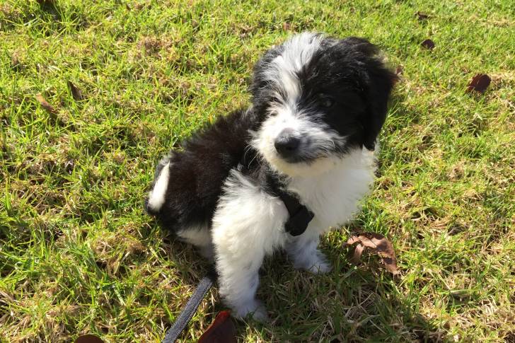 Un chiot Bordoodle au pelage bicolore noir et blanc, assis dans l’herbe
