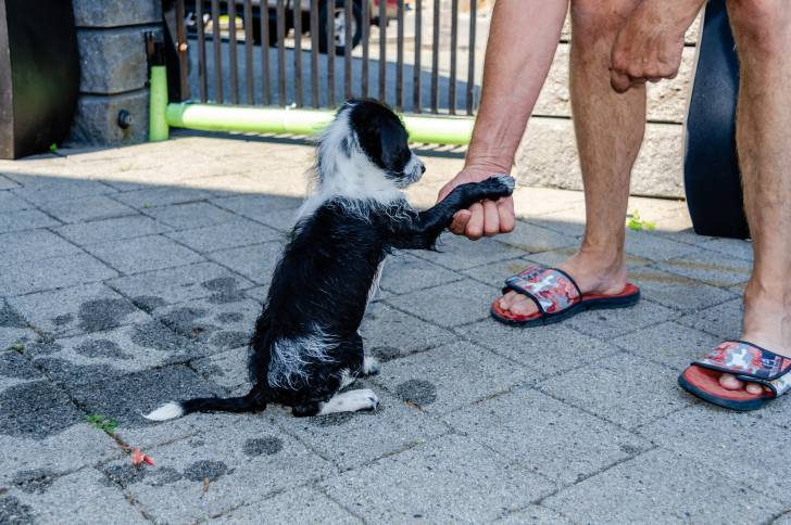 Un chiot Bordoodle au pelage bicolore noir et blanc mouillé, donnant la patte à son maitre