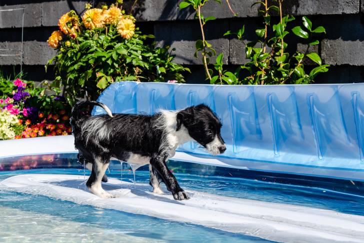 Un chiot Bordoodle au pelage bicolore noir et blanc mouillé, marchant dans une piscine d’enfant