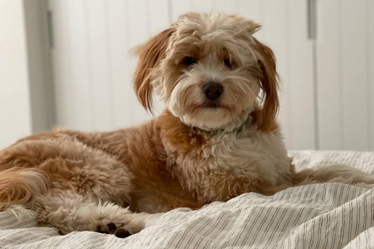 Un Bordoodle de pelage bicolore allongé sur un lit, fixant la caméra.