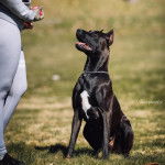 Un Canis Panther de pelage bicolore assis sur une surface gazonnée et qui regarde sa maîtresse
