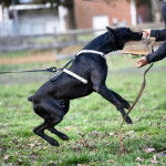 Un Canis Panther à la fourrure noire saute pour attraper un objet. Il porte un harnais et est attaché à une laisse.