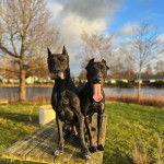 Deux Canis Panther sont assis sur un banc en bois et fixent la caméra avec leur langue pendante.